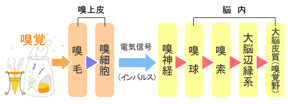 嗅覚の伝達経路