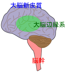 大脳新皮質、大脳辺縁系