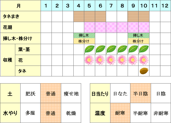 アニスヒソップ年間表