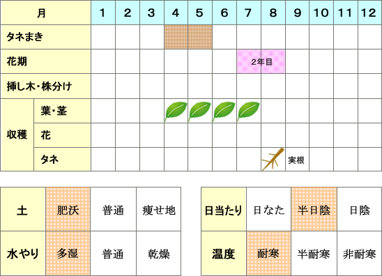 アンゼリカ年間表