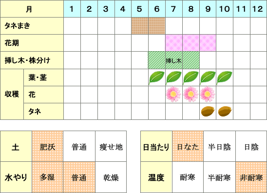 バジル年間表