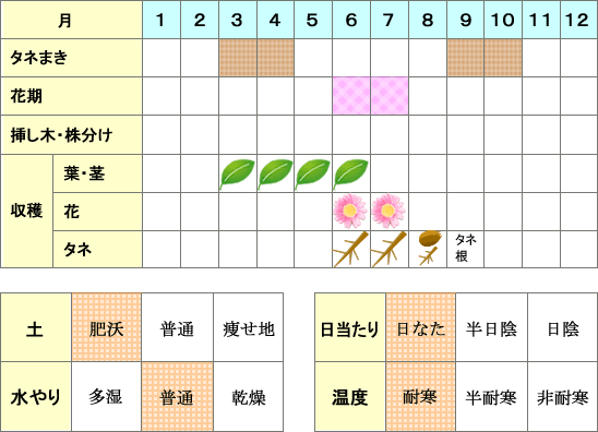 コリアンダー年間表