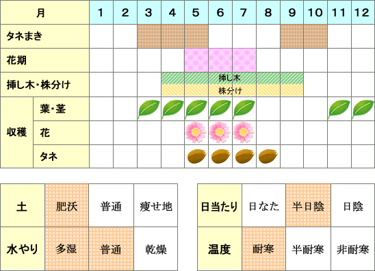 ディル年間表