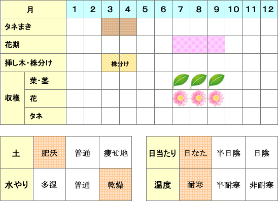 エキナセア年間表