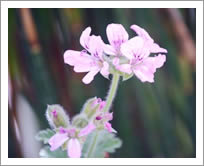 ローズゼラニウムの花