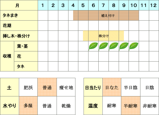 レモングラス年間表