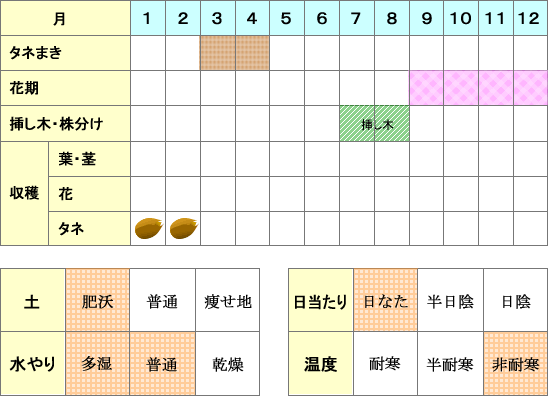 ハイビスカス年間表