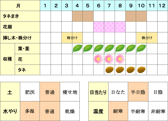 レディースマントル年間表