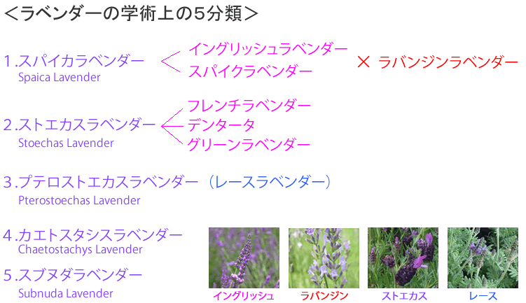 ラベンダーの５分類