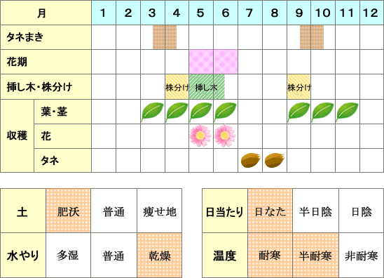 マジョラム年間表