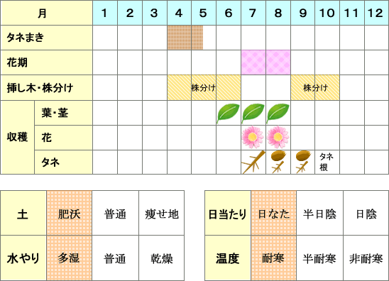 コモンマロウ年間表