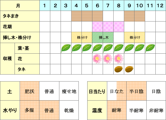 レモンバーム年間表