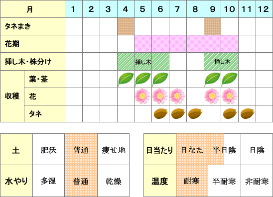 ナスタチウム年間表