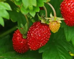 ワイルドストロベリー(野イチゴ)】育て方、効果・効能など | ハーブ ワイルドストロベリー(野イチゴ)】育て方、効果・効能など | ハーブ