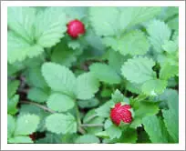 ワイルドストロベリー（野イチゴ）】育て方、効果・効能など | ハーブ