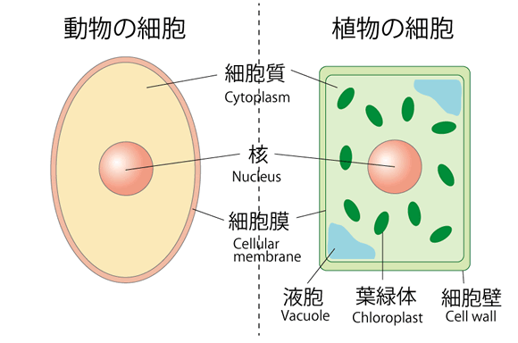動物と植物の細胞