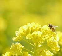 菜の花とミツバチ