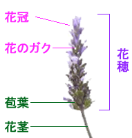 ラベンダーの各部位