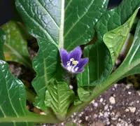 マンドラゴラ 標本 マンドレイク マンドラゴラ（マンドレイク）とは｜伝説と実在する植物
