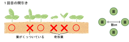 １回目の間引き