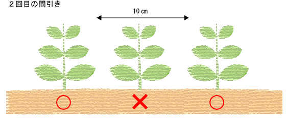 ２回目の間引き