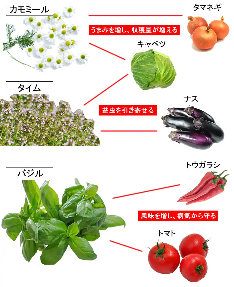 コンパニオン プランツ