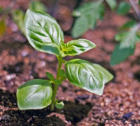 植え付け後のバジル