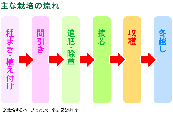 主な栽培の流れ