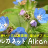 アルカネット Alkanet　～青い小花は観賞用、葉はポプリに～