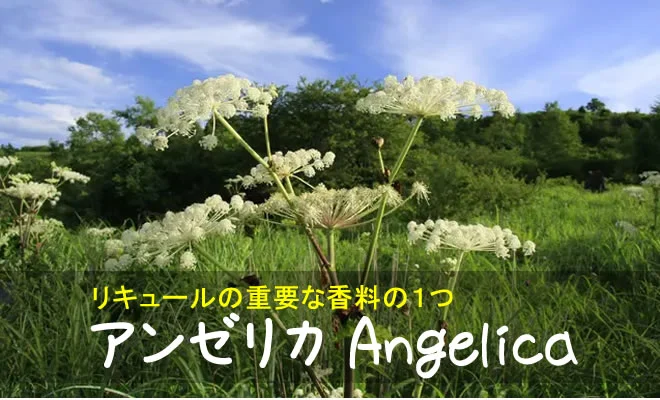 アンゼリカの白い花