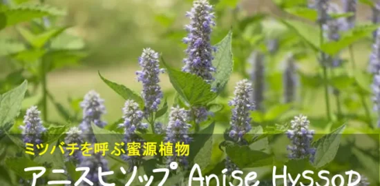 アニスヒソップの花穂