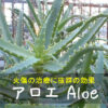 アロエ Aloe　～火傷の治療に抜群の効果～