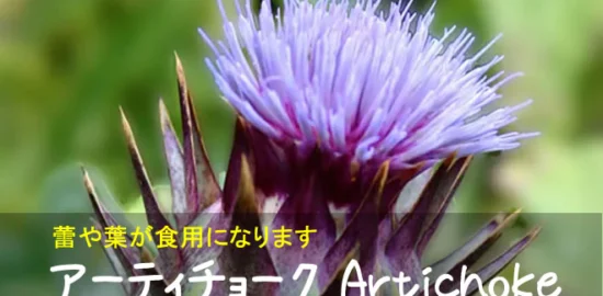 アーティチョークの花
