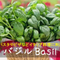 バジル Basil ～パスタやピザなどイタリア料理に利用～