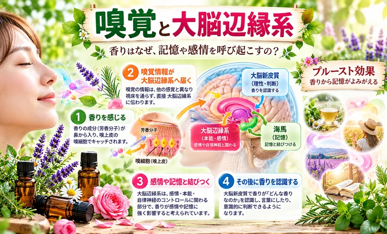嗅覚と大脳辺縁系