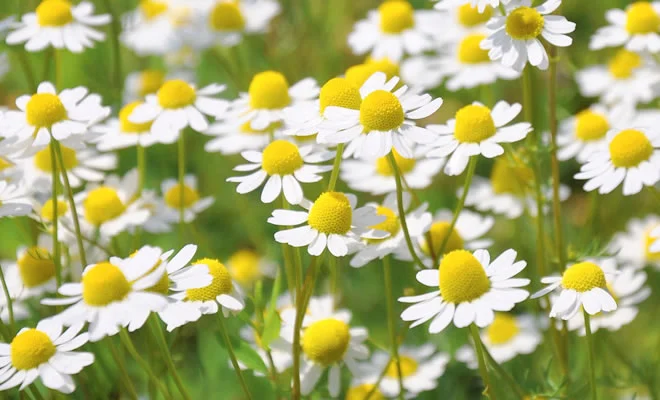 カモミールの花畑