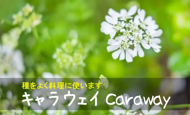 キャラウェイの白い花