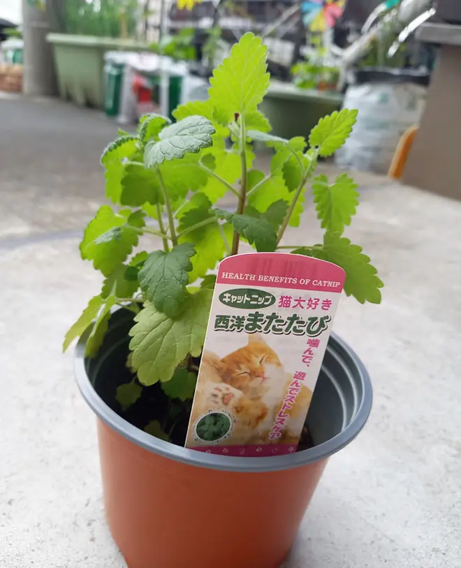 キャットニップ】育て方、効果・効能など | ハーブのホームページ