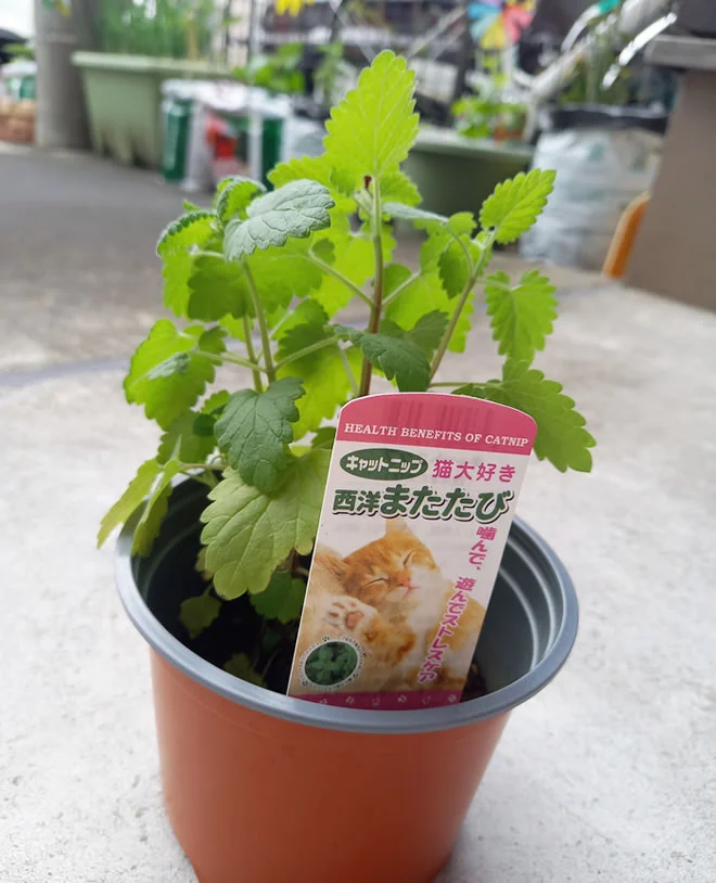 西洋マタタビ(キャットニップ)の苗