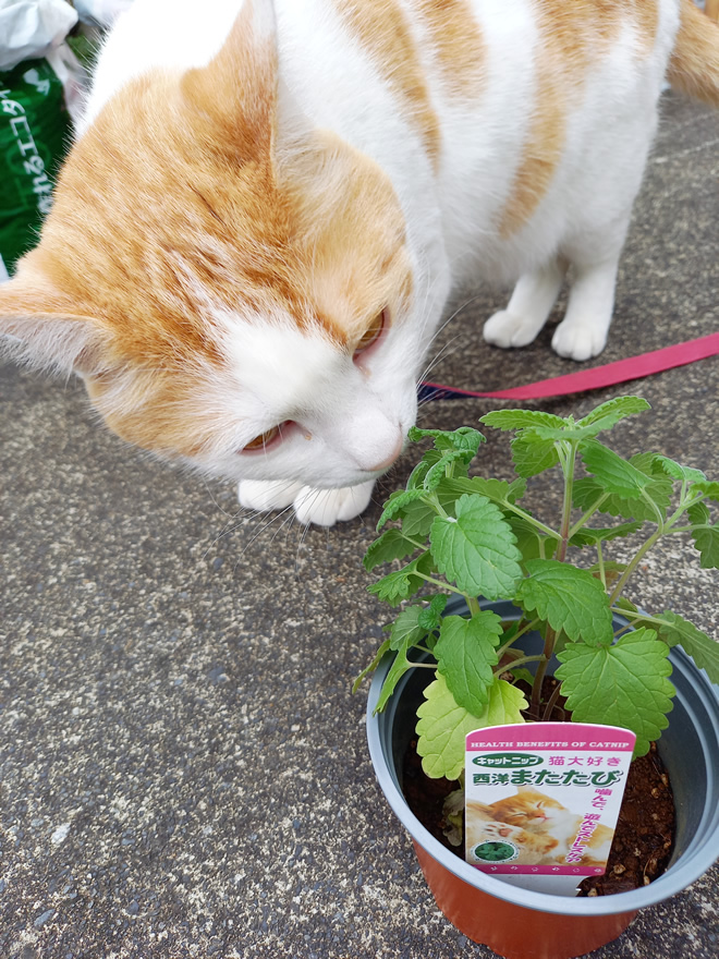 恐る恐るキャットニップの匂いを嗅ぐみゅーみゅーくん