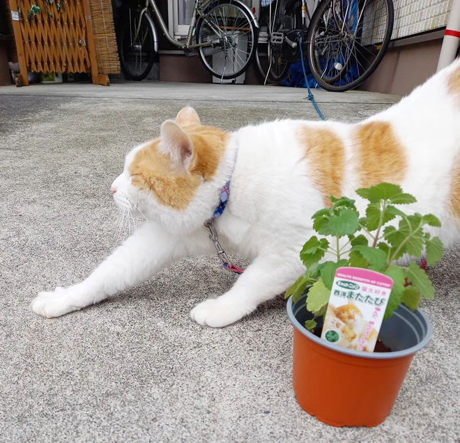 匂いを嗅いだあとに背伸びするみゅーみゅーくん