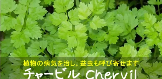 チャービルの葉