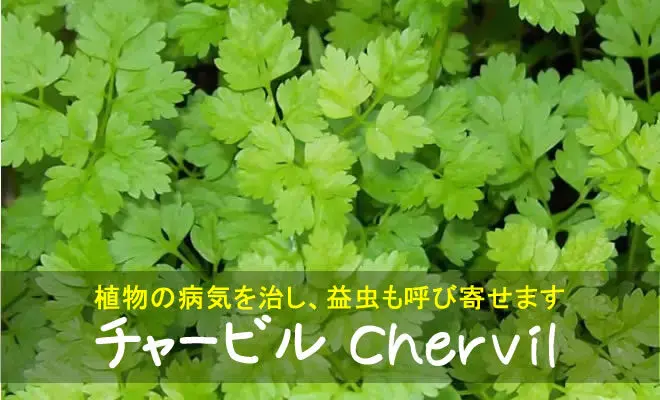 チャービル】育て方、効果・効能など | ハーブのホームページ