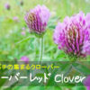 クローバーレッド Clover Red　～ミツバチの集まるクローバー～