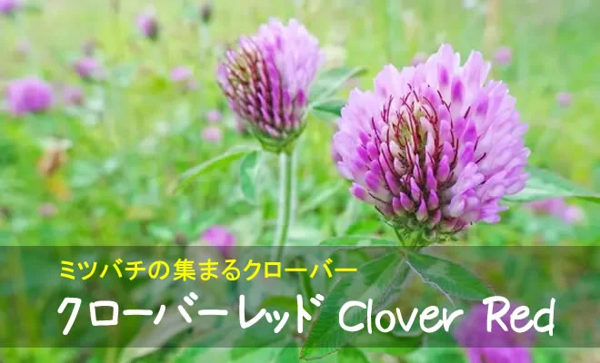 レッドクローバーの花