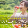 ハーブと野菜を一緒に植えるコンパニオンプランツ