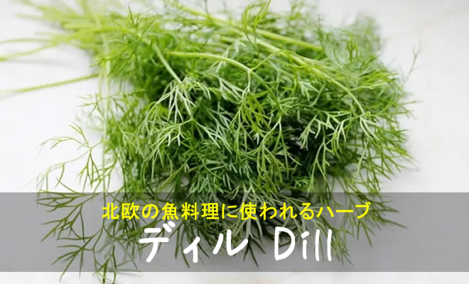 ディルとは|ハーブの効能・育て方と料理での使い方