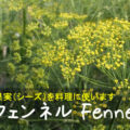 フェンネル Fennel　～果実（シーズ）を料理に使います～