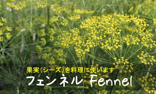 フェンネルの黄色い花