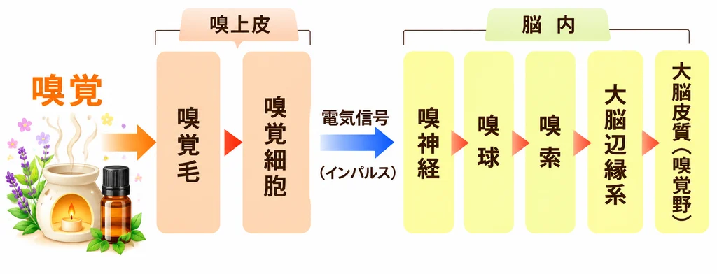 香りが脳に伝わるまでの流れ
